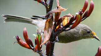 New Zealand Bellbird