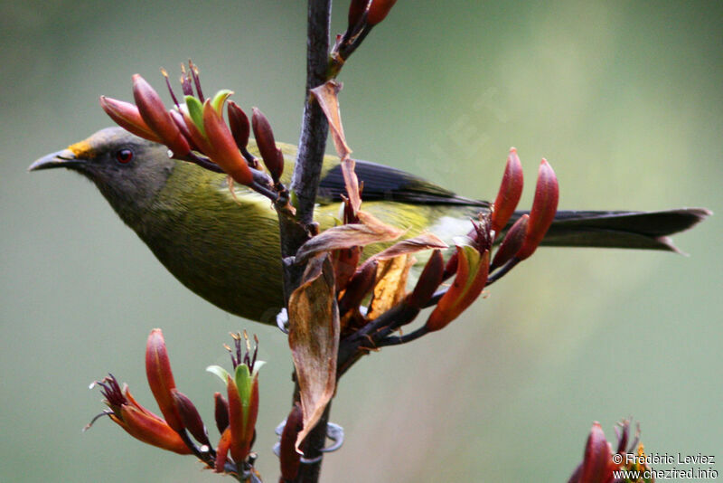 New Zealand Bellbird male adult, identification, Behaviour