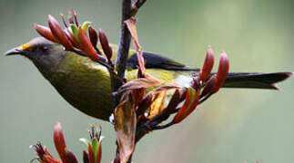 New Zealand Bellbird