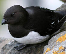 Little Auk