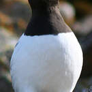 Mergule nain