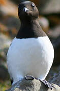 Little Auk