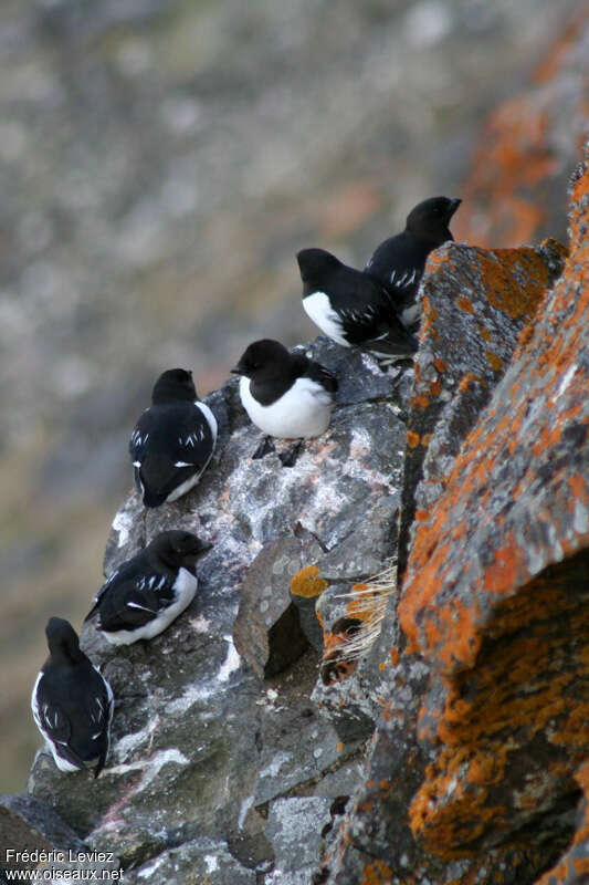 Mergule nainadulte nuptial, habitat