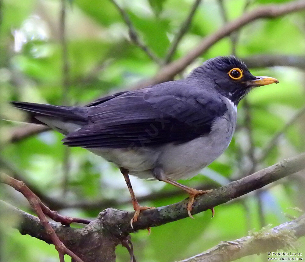 White-throated Thrushadult, identification