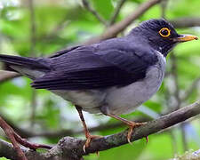 White-throated Thrush