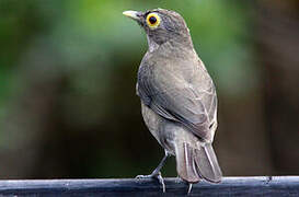 Spectacled Thrush