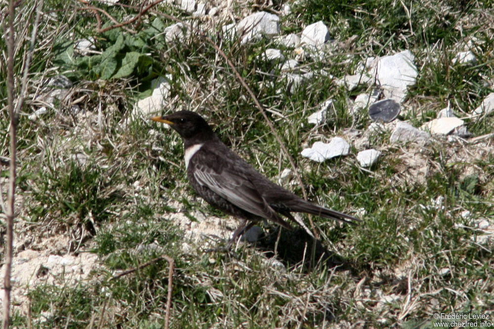 Merle à plastronadulte, identification