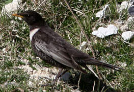 Ring Ouzel