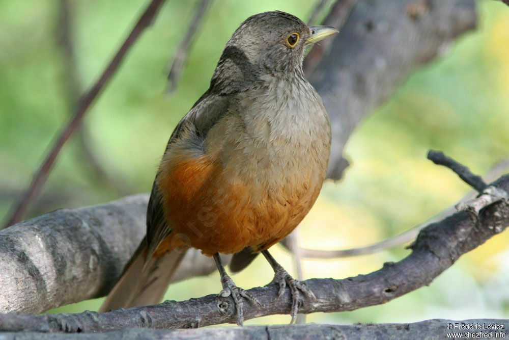 Rufous-bellied Thrushadult, identification