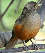 Rufous-bellied Thrush