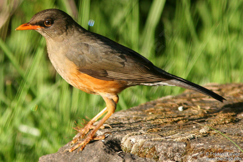 Abyssinian Thrushadult