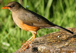 Abyssinian Thrush