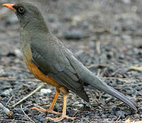 Abyssinian Thrush