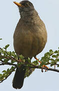 Austral Thrush