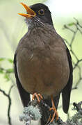 Austral Thrush