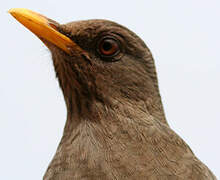 Chiguanco Thrush