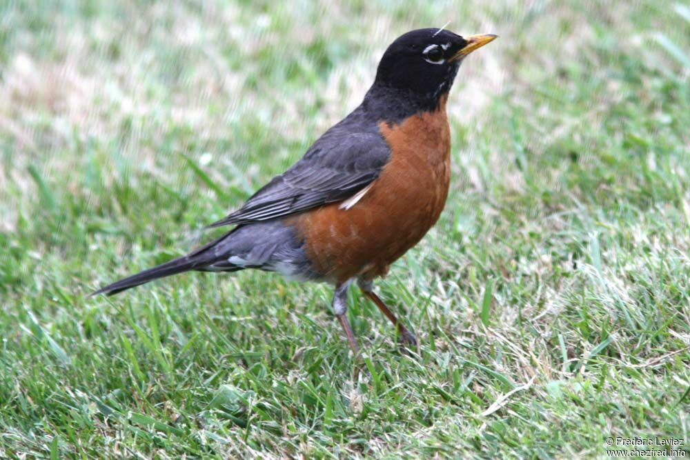 Merle d'Amérique mâle adulte, identification