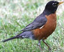 American Robin