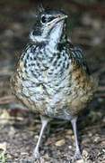 American Robin