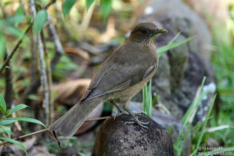 Clay-colored Thrush, identification