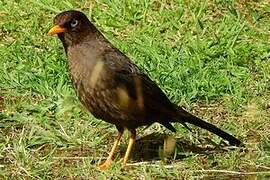 Sooty Thrush