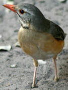 Kurrichane Thrush