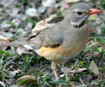 Kurrichane Thrush