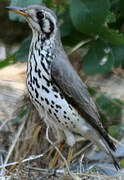 Groundscraper Thrush