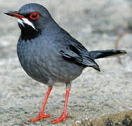 Red-legged Thrush