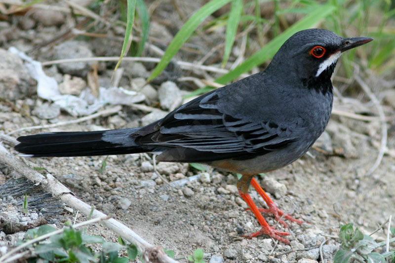 Red-legged Thrushadult