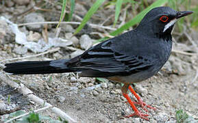 Red-legged Thrush