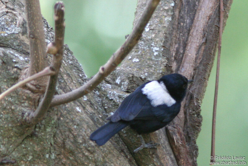 Mésange à dos blancadulte