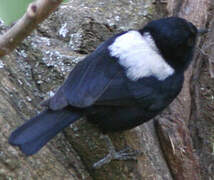 White-backed Black Tit