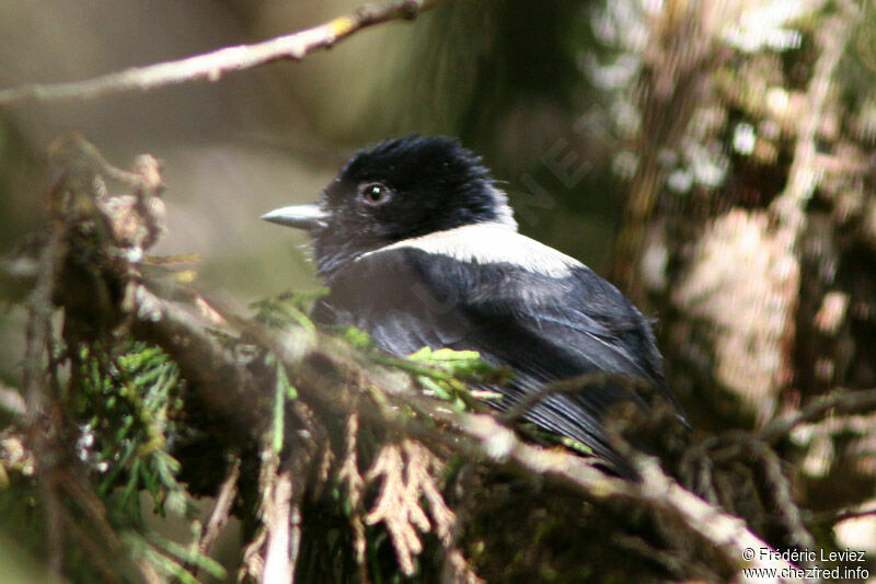 White-backed Black Titadult