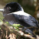Mésange à dos blanc