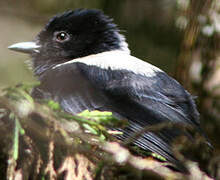 White-backed Black Tit