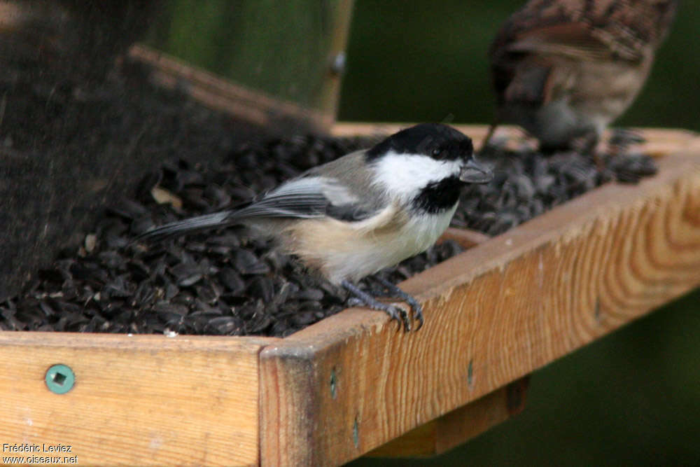 Black-capped Chickadeeadult, identification, feeding habits