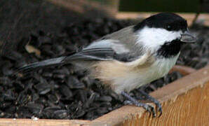 Black-capped Chickadee