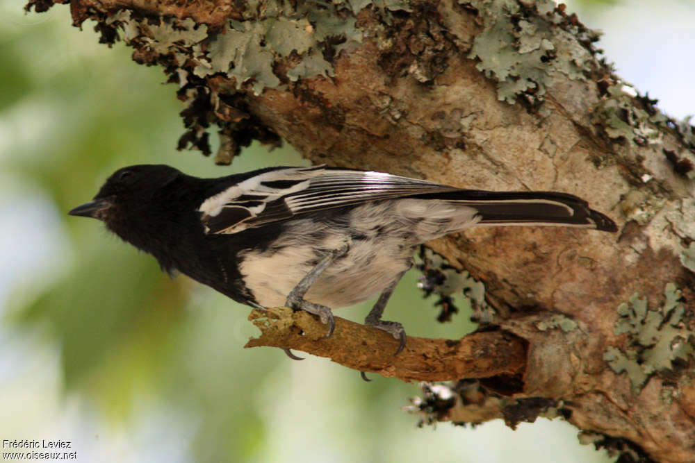 White-bellied Titadult, identification