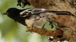 White-bellied Tit