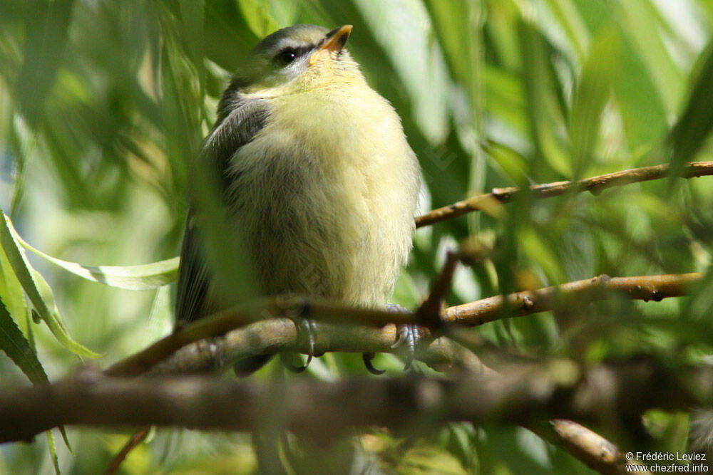 Mésange bleue1ère année, identification