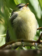 Mésange bleue