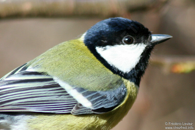 Mésange charbonnièreadulte