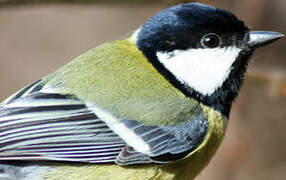 Great Tit