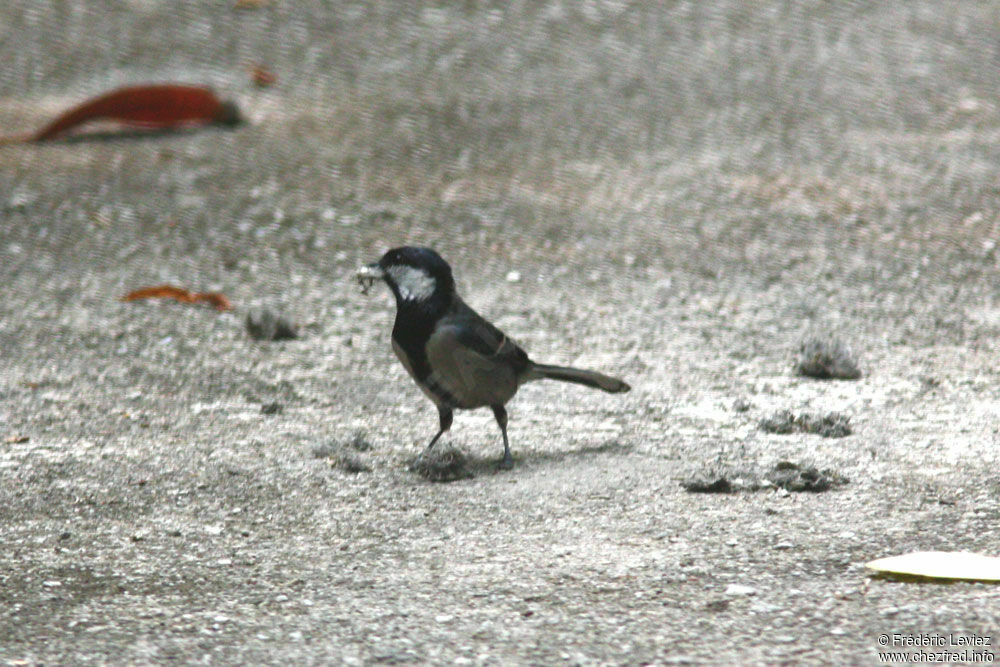 Cinereous Titadult, identification