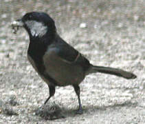 Cinereous Tit