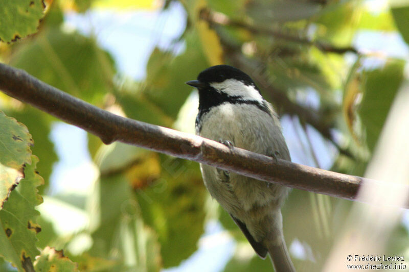 Coal Tit