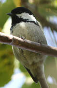 Coal Tit