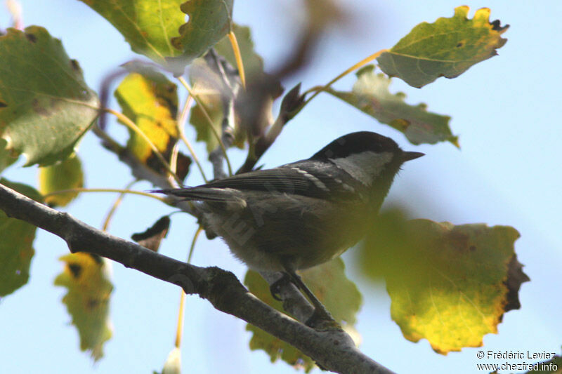 Mésange noireadulte