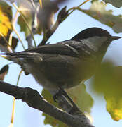 Coal Tit